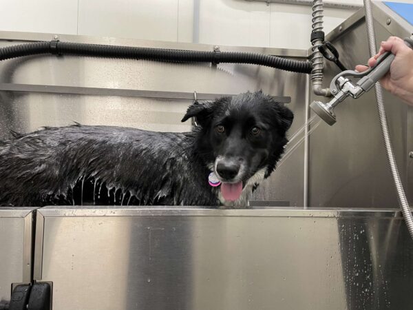 Puppy Spa